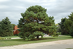Scotch Pine (Pinus sylvestris) at Green Haven Garden Centre