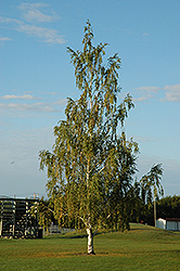 Cutleaf Weeping Birch (Betula pendula 'Dalecarlica') at Green Haven Garden Centre
