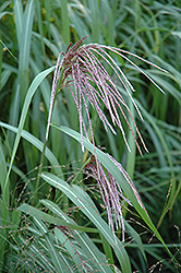 Maiden Grass (Miscanthus sinensis) at Green Haven Garden Centre