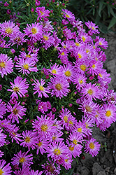 Purple Beauty Aster (Symphyotrichum novae-angliae 'Purple Beauty') at Green Haven Garden Centre