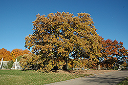 Bur Oak (Quercus macrocarpa) at Green Haven Garden Centre