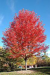 Autumn Blaze Maple (Acer x freemanii 'Jeffersred') at Green Haven Garden Centre