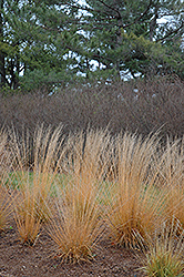 Strohlenquelle Moor Grass (Molinia caerulea 'Strohlenquelle') at Green Haven Garden Centre