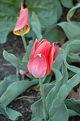 Toronto Tulip (Tulipa 'Toronto') at Green Haven Garden Centre