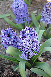 Delft Blue Hyacinth (Hyacinthus 'Delft Blue') at Green Haven Garden Centre