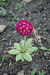 Ronsdorf Mix Red Primrose (Primula denticulata 'Ronsdorf Mix Red') at Green Haven Garden Centre