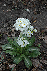 Ronsdorf Mix White Primrose (Primula denticulata 'Ronsdorf Mix White') at Green Haven Garden Centre