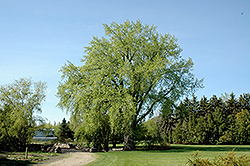 Sargent Poplar (Populus deltoides) at Green Haven Garden Centre