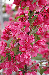 Radiant Flowering Crab (Malus 'Radiant') at Green Haven Garden Centre