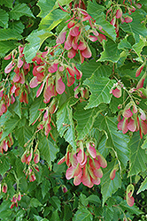 Amur Maple (multi-stem) (Acer ginnala '(multi-stem)') at Green Haven Garden Centre