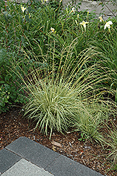 Variegated Moor Grass (Molinia caerulea 'Variegata') at Green Haven Garden Centre