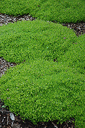 Irish Moss (Sagina subulata) at Green Haven Garden Centre