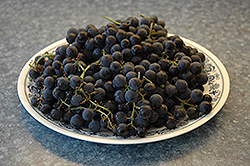 Minnesota 78 Grape (Vitis 'Minnesota 78') at Green Haven Garden Centre