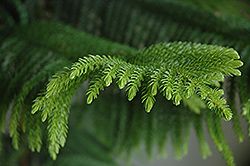 Norfolk Island Pine (Araucaria heterophylla) at Green Haven Garden Centre