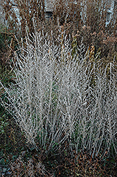 Russian Sage (Perovskia atriplicifolia) at Green Haven Garden Centre