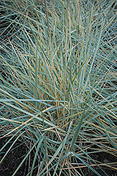 Blue Dune Lyme Grass (Leymus arenarius 'Blue Dune') at Green Haven Garden Centre