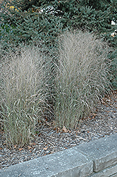 Shenandoah Reed Switch Grass (Panicum virgatum 'Shenandoah') at Green Haven Garden Centre