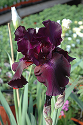 Superstition Iris (Iris 'Superstition') at Green Haven Garden Centre