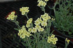 Dwarf Yarrow (Achillea x lewisii 'King Edward') at Green Haven Garden Centre