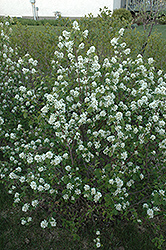 Northline Saskatoon (Amelanchier alnifolia 'Northline') at Green Haven Garden Centre