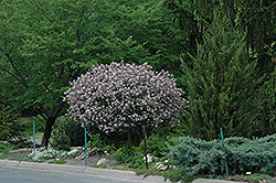 Dwarf Korean Lilac (tree form) (Syringa meyeri 'Palibin (tree form)') at Green Haven Garden Centre