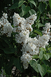 Fiala Remembrance Lilac (Syringa vulgaris 'Fiala Remembrance') at Green Haven Garden Centre
