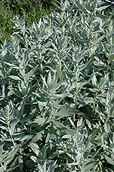 White Mugwort (Artemisia lactiflora) at Green Haven Garden Centre