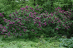 Charles Joly Lilac (Syringa vulgaris 'Charles Joly') at Green Haven Garden Centre