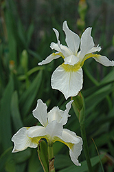 Snow Queen Siberian Iris (Iris sibirica 'Snow Queen') at Green Haven Garden Centre