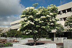 Ivory Silk Japanese Tree Lilac (Syringa reticulata 'Ivory Silk') at Green Haven Garden Centre
