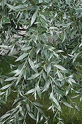 Silver Leaf Willow (Salix alba 'Sericea') at Green Haven Garden Centre