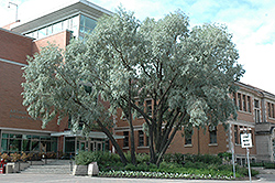 Silver Leaf Willow (Salix alba 'Sericea') at Green Haven Garden Centre