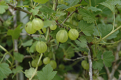 Hinnonmaki Yellow Gooseberry (Ribes uva-crispa 'Hinnonmaki Yellow') at Green Haven Garden Centre