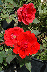 Morden Fireglow Rose (Rosa 'Morden Fireglow') at Green Haven Garden Centre