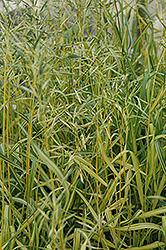 Skinner's Gold Brome Grass (Bromis inermis 'Skinner's Gold') at Green Haven Garden Centre