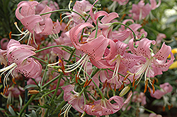 Pink Tiger Lily (Lilium lancifolium 'Tiger Pink') at Green Haven Garden Centre