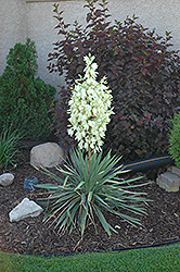 Small Soapweed (Yucca glauca) at Green Haven Garden Centre
