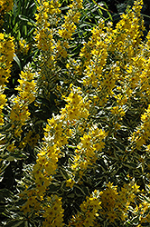 Golden Alexander Loosestrife (Lysimachia punctata 'Golden Alexander') at Green Haven Garden Centre