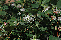 Snowberry (Symphoricarpos albus) at Green Haven Garden Centre