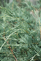 Moonglow Juniper (Juniperus scopulorum 'Moonglow') at Green Haven Garden Centre