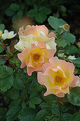 Morden Sunrise Rose (Rosa 'Morden Sunrise') at Green Haven Garden Centre