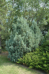 Wichita Blue Juniper (Juniperus scopulorum 'Wichita Blue') at Green Haven Garden Centre