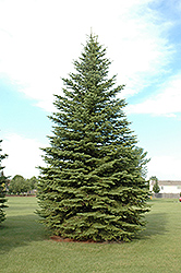Colorado Spruce (Picea pungens) at Green Haven Garden Centre