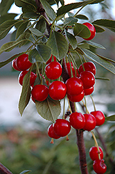 Evans Cherry (Prunus 'Evans') at Green Haven Garden Centre