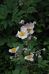 Grapeleaf Anemone (Anemone tomentosa 'Robustissima') at Green Haven Garden Centre