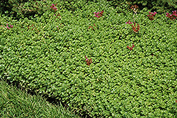 John Creech Stonecrop (Sedum spurium 'John Creech') at Green Haven Garden Centre
