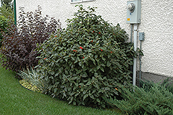 Mohican Wayfaring Tree (Viburnum lantana 'Mohican') at Green Haven Garden Centre