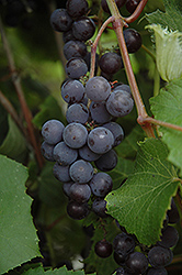 Minnesota 78 Grape (Vitis 'Minnesota 78') at Green Haven Garden Centre