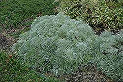 Silver Mound Artemisia (Artemisia schmidtiana 'Silver Mound') at Green Haven Garden Centre