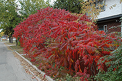 Staghorn Sumac (Rhus typhina) at Green Haven Garden Centre